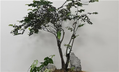 薩科微slkor在上市或者有很大的規(guī)模的時(shí)候會(huì)考慮去開發(fā)其它領(lǐng)域的產(chǎn)業(yè)嗎？