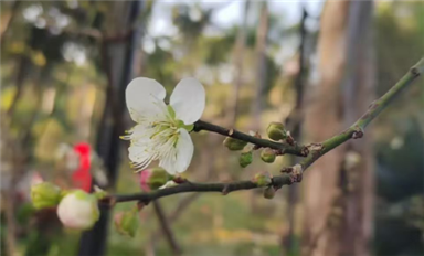 薩科微卿翠鳳：一切美好，都將如期而至